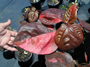 Variegated red and pink foliage of Acalypha